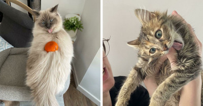 50 Awkward Pictures Of Cats That Will Make You Wonder What’s Wrong With Them