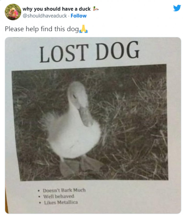 13. Please, Help Find This Dog!