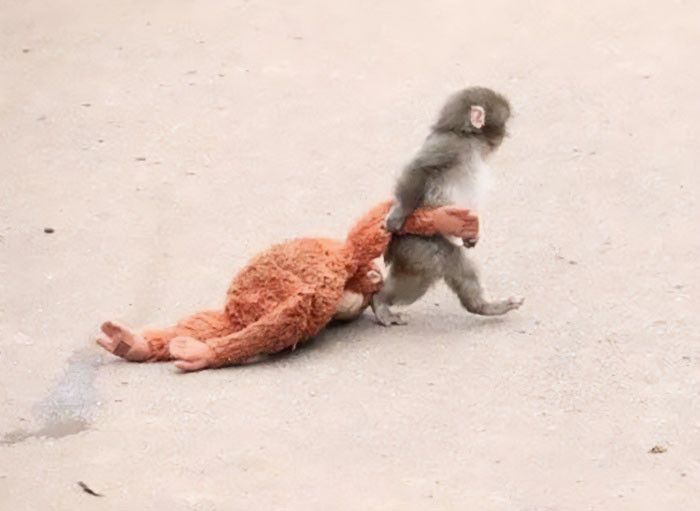 Punch drags his trusted companion as he explores. The zoo says he's 