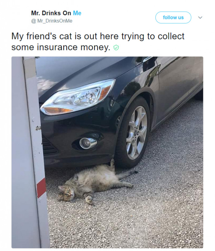 8. This cat trying to commit insurance fraud