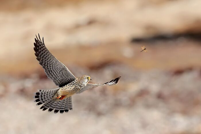 “Common Kestrel”