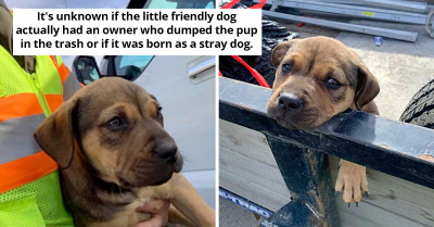 Precious Puppy Disposed of as Trash Found at the Right Time by a Heroic Litter Clean-Up Crew
