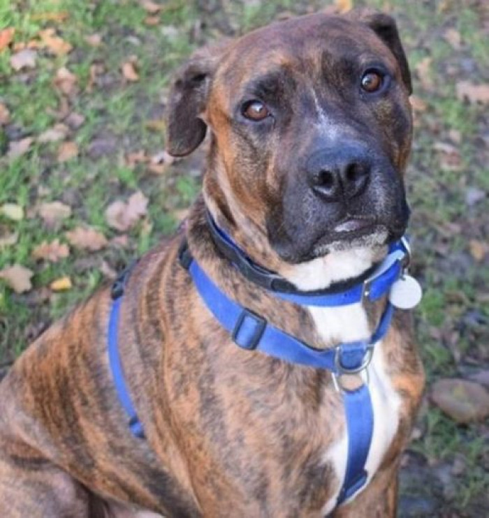 Luke is a sweet little puppy who was abandoned on the day of his adoption party