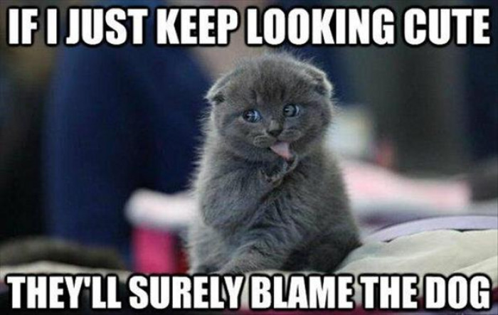 19. No one ever suspects the cute cat