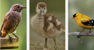 Are Birds Reptiles? The Answer Depends on Classification