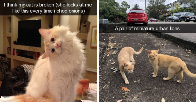 Cats Are Well Aware Of The Fact They Are Wholesome And Adorable, And These 17 Cats Are Not Afraid To Show It