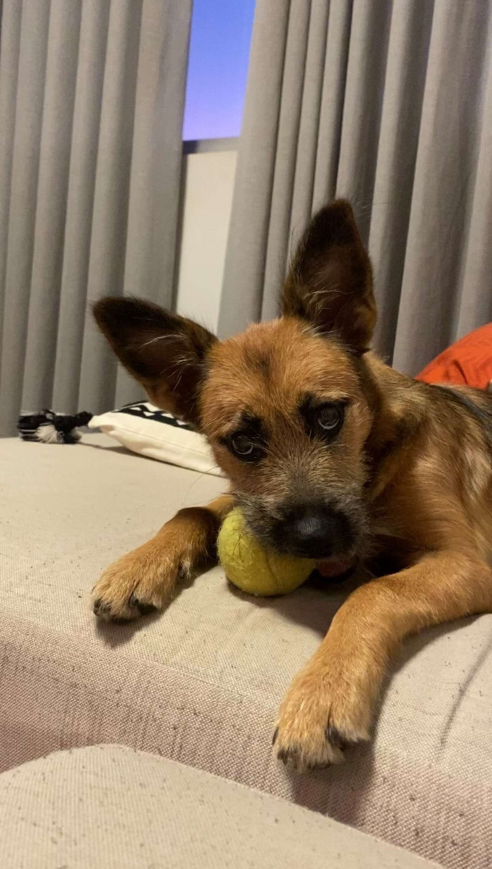 This is Charlene. Lusa Marun found this little dog abandoned outside her home in Brazil five months ago.
