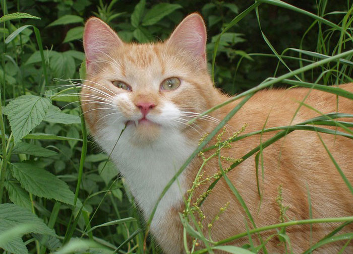 Cats may be adorable, but some people can't go near them because of their allergies.