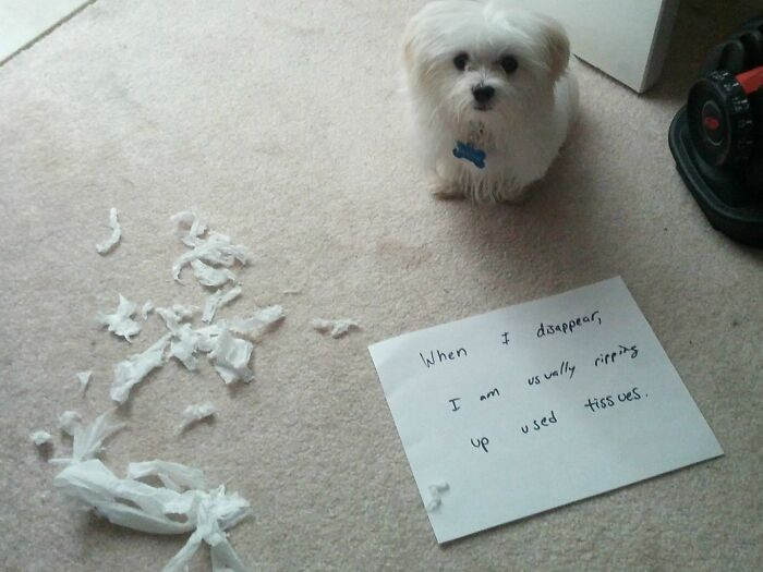 "My Puppy Joins The Dog Shaming Trend"