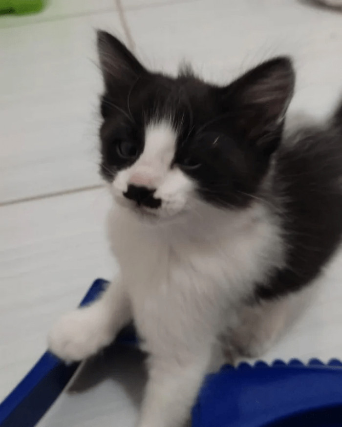 11. "How elegant is this kitty's mustache?"