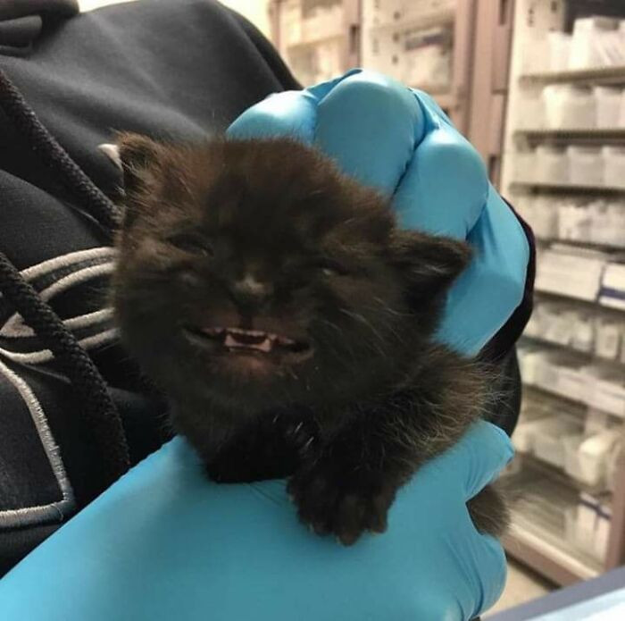 4. This cat's smile can literally make your day