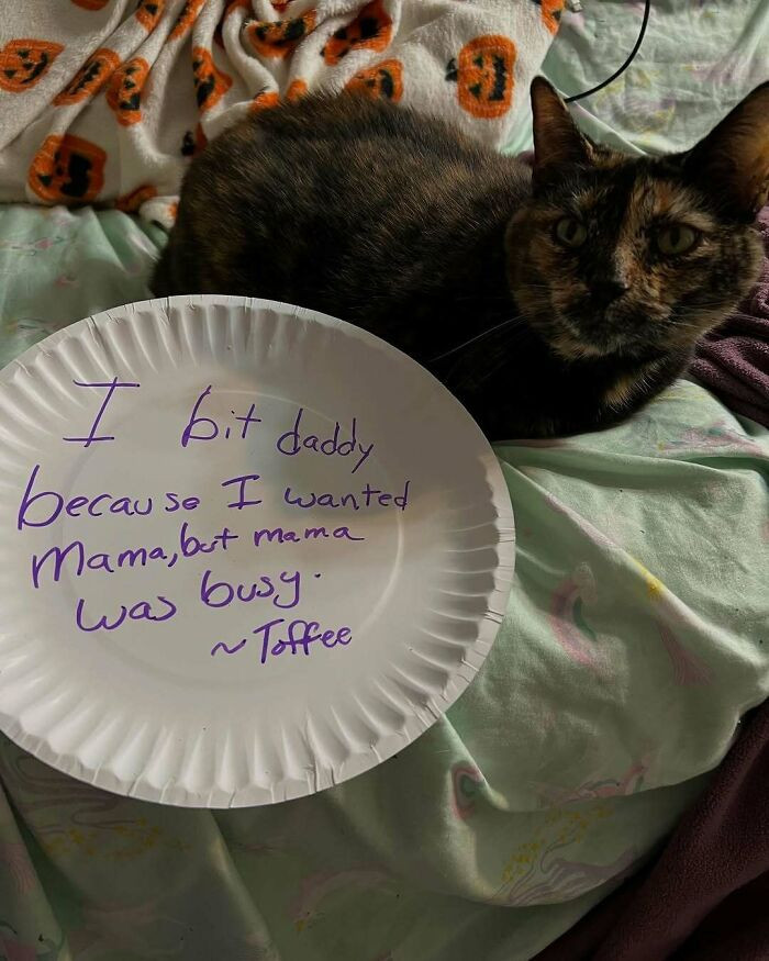 "Cat Confessions"