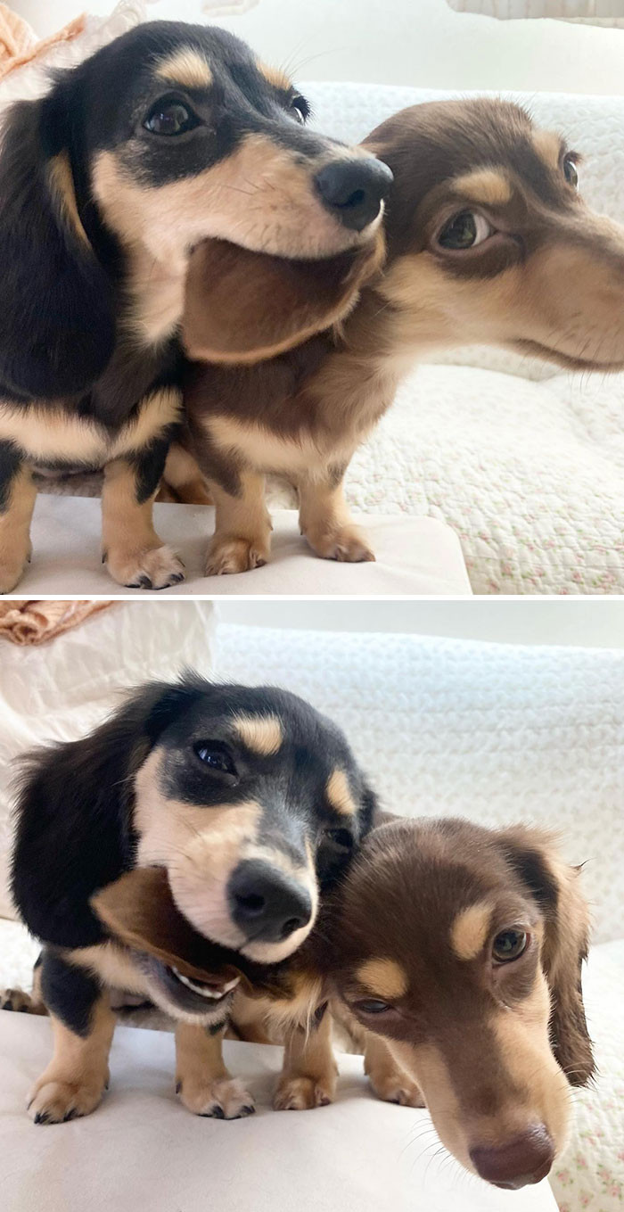 White spotted dachshund carries a pup cup around, derpy expression.