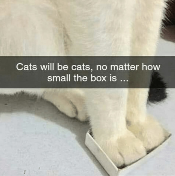 2. Cats will always be cats, and their attraction to boxes lives on