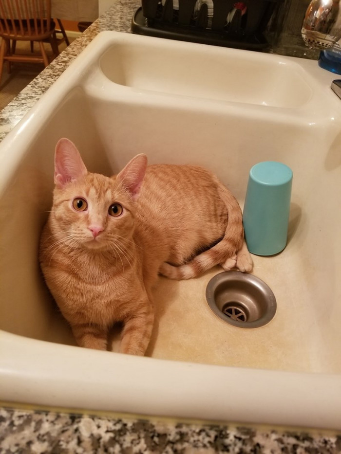 14. My ginger cat has found a cool spot he can't rest in.