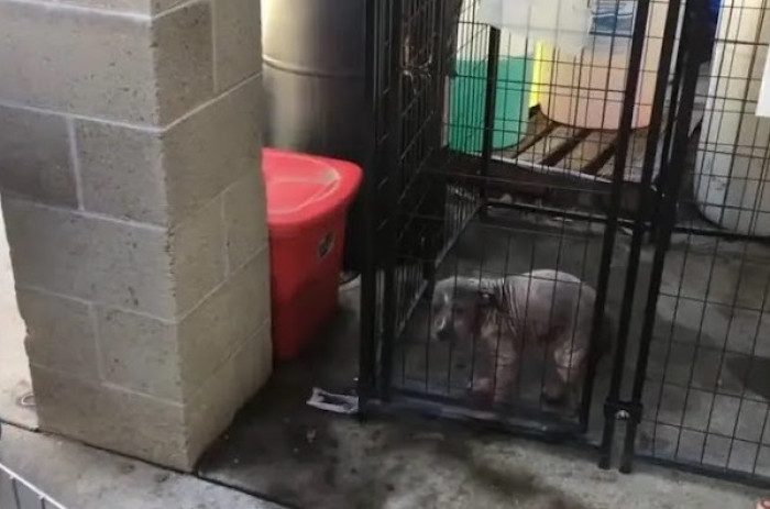 He decided to intervene, marking a turning point in Chunkie's unfortunate journey. He took her to the shelter. The shelter staff, dedicated and compassionate, didn't waste a moment. They promptly began treating Chunkie's condition, taking care to wrap her in warm clothes to protect her ailing skin.