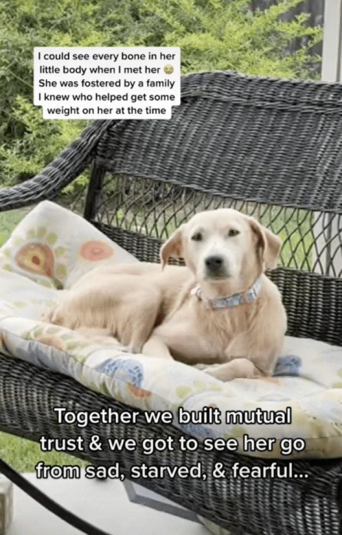 Ariel has transformed into a completely different doggo