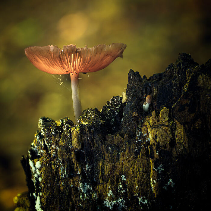 Mushroom – Number 05 From The Series 'I’m A Fun Guy' By Michael Ritzie