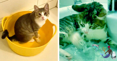 This Cat Is So Fascinated With Water That He Was Nicknamed “Kyle The Mermaid Cat”