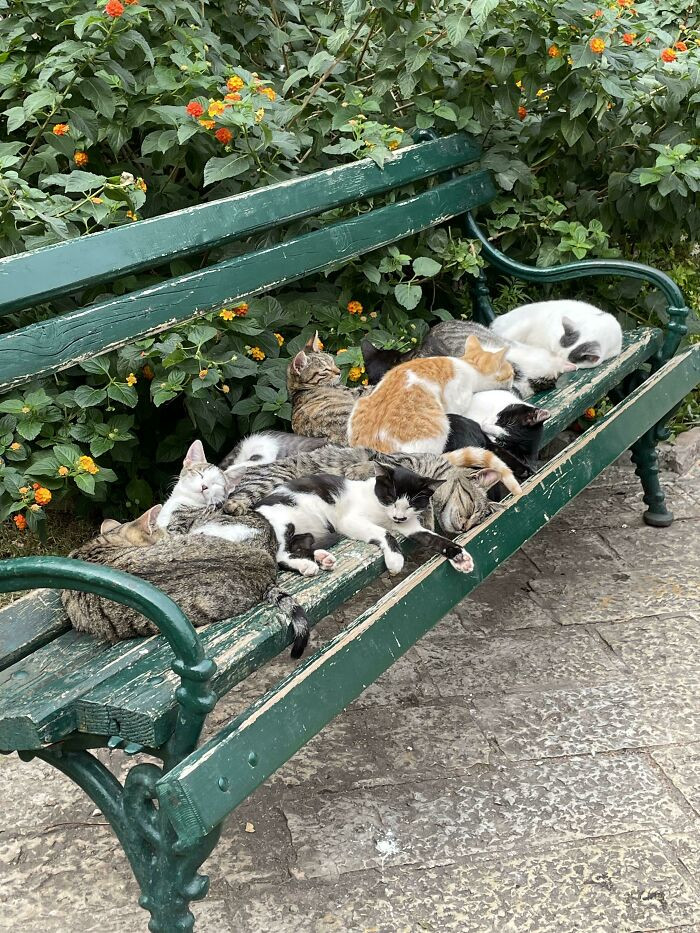 18. Cats Sleeping On A Bench In Whidbey Island, WA. I Had To Stop And Take A Picture On My Walk!