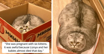 Overweight Cat's Family Cruelly Accused Of Overfeeding Her For Attention
