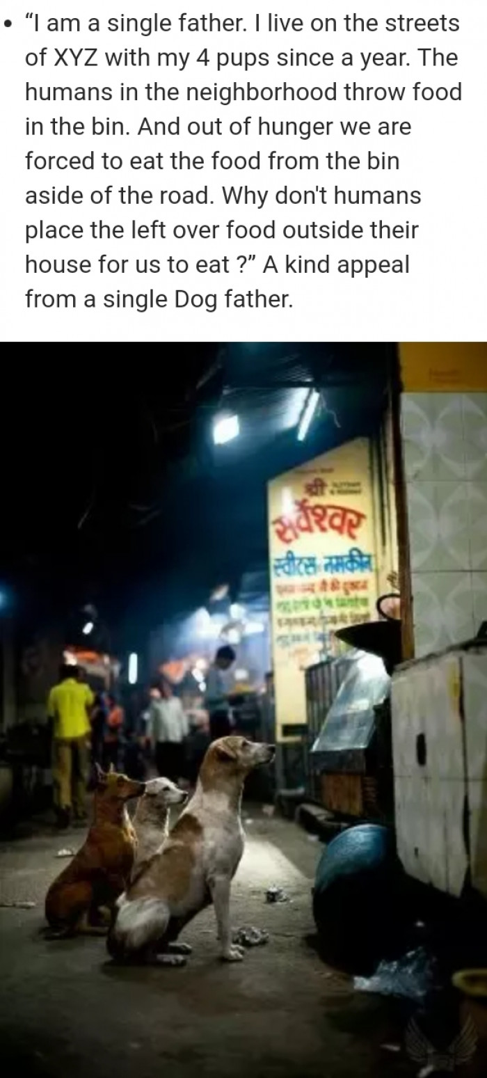 Sad dog question captions, “These are pretty sad questions” on a forum post