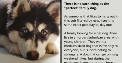 Some People Have Extremely Unrealistic Ideas About What Their "Perfect Family Dog" Should Be Like, And This Viral Online Debate Proves It