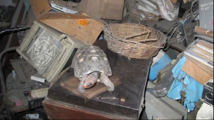 And she was found 10 years ago in the owner's attic.