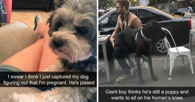 21 Mood-Boosting Dog Memes To Help You Brave The Busy And Challenging Week