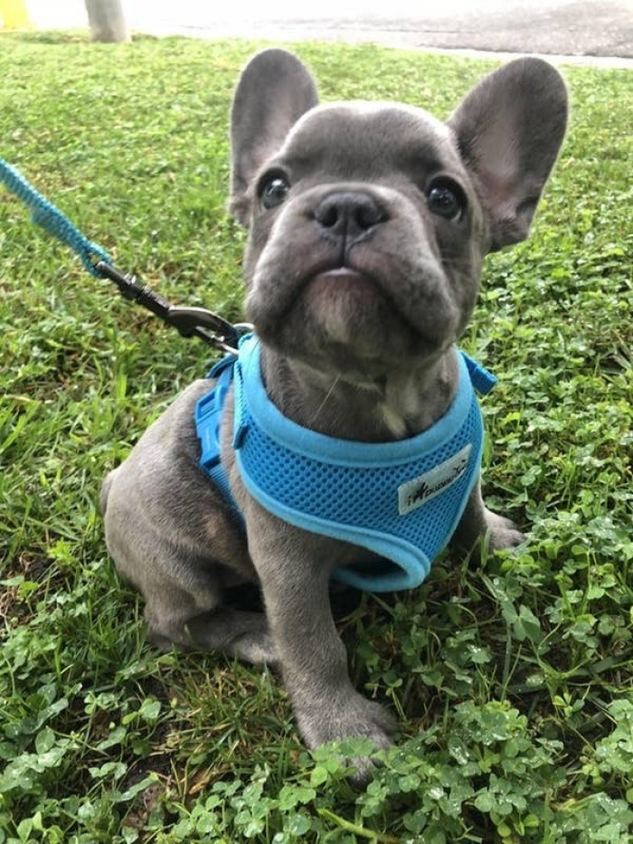 15. "Does anyone know what 'go potty' means? Humans keep saying it."