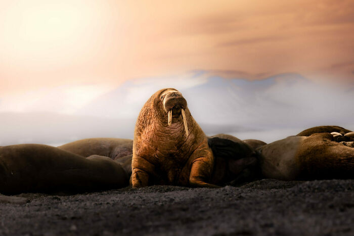 Finalist Wildlife Photographer Of The Year 2024 - Michael Haluwana