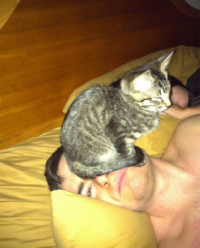 5. Your face is my pillow, human.