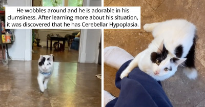 Meet B-Man: A Rescue Cat With The Most Adorable Wobbly Walk