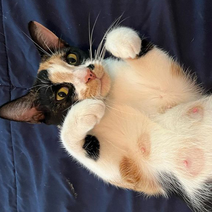 Chorizo will soon be a kitten again