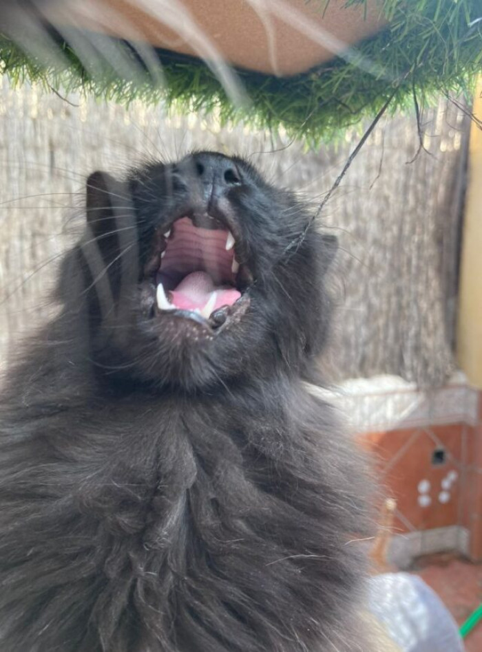 Indeed, @ellle_em was rewarded with what she asked for: cats who always enjoy breaking the rules.