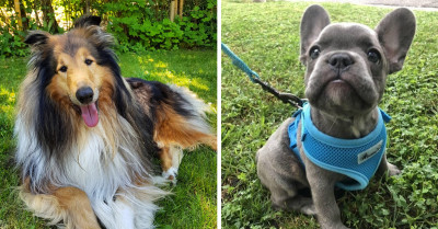 In Recognition of How Beautiful Puppies Are, Here Are 21 of the Cutest Ones