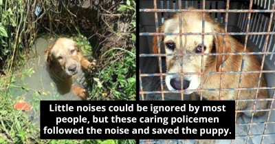 Near-Drowning Stray Puppy Rescued and Adopted by His Savior