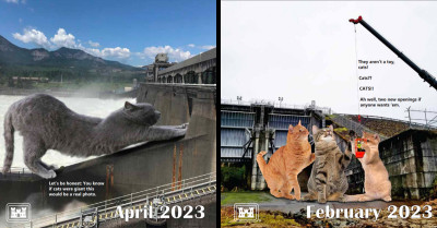 The U.S. Army Corps Of Engineers Used Cats To Design The Best Calendar That Everyone Will Want