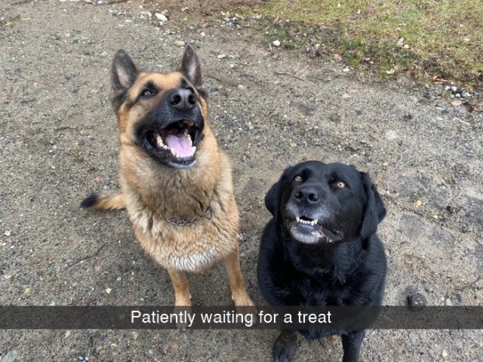 Doggo cuddles a friend during a thunderstorm, showing comforting affection