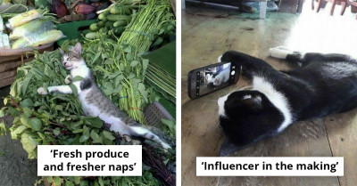 Cats Are Still the Internet’s Favorite Distraction