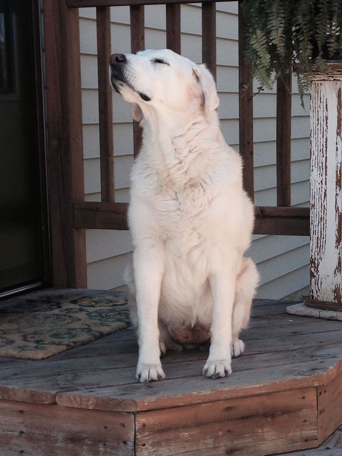 36. “My Millie Girl Is A Beautiful 16-Years-Old. We Adopted Her When She Was 12. She Is Completely Deaf, But That Doesn’t Stop Her From Anything. 100% Good Girl”