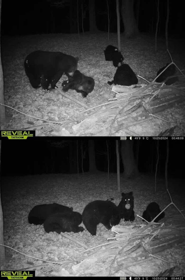 33. Mama And Her Babies