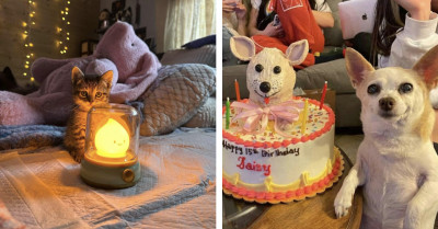 100 Animals Photo That Instantly Make The Day Better