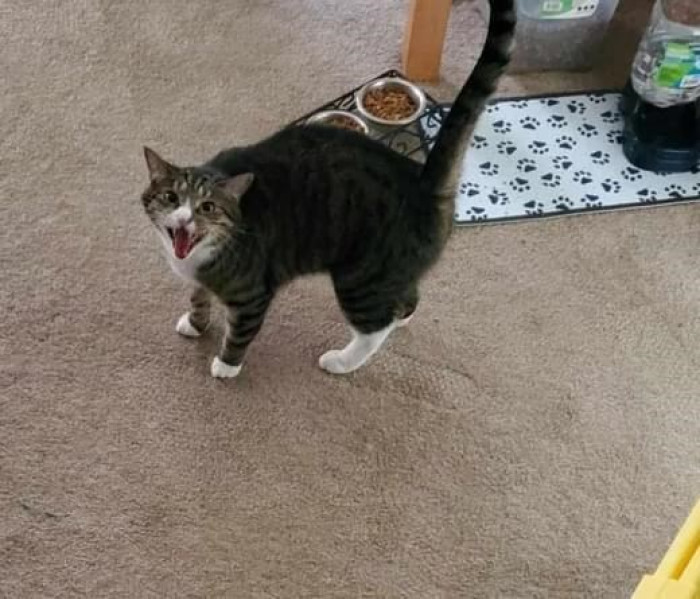 12. Does this mean that someone's in the mood for a pet?