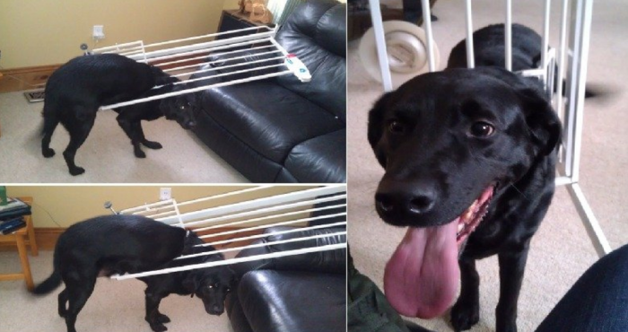 22. This is Duke. Duke tried to go through the cat door.