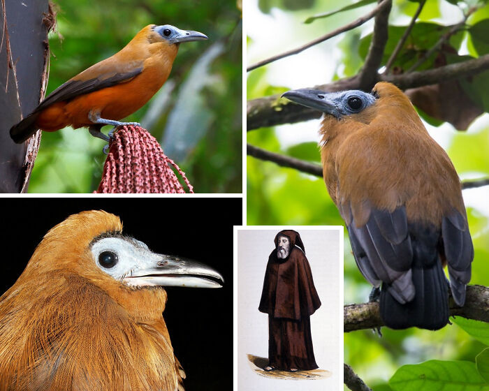 The Capuchinbird gets its name from its striking resemblance to Capuchin monks. The bird's brown plumage surrounding its bald head mirrors the hooded robes worn by these monks, creating an unmistakable connection.