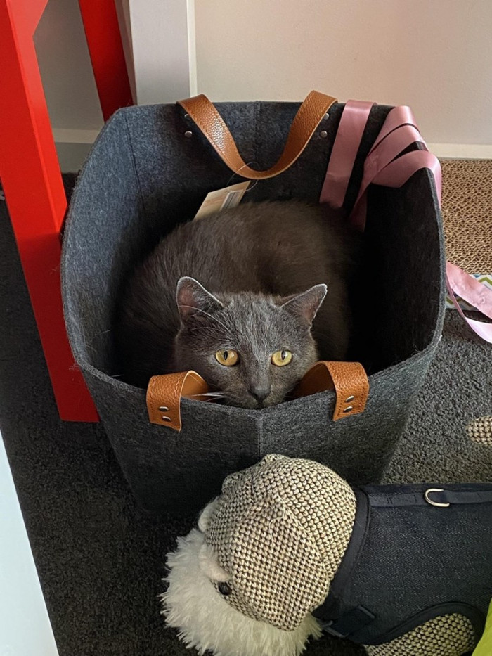 4. What is it, hooman? I'm perfectly fine right here