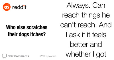 Redditor Is Relieved To Find Out They're Not The Only Ones Who Scratch Their Dog’s Itchy Skin
