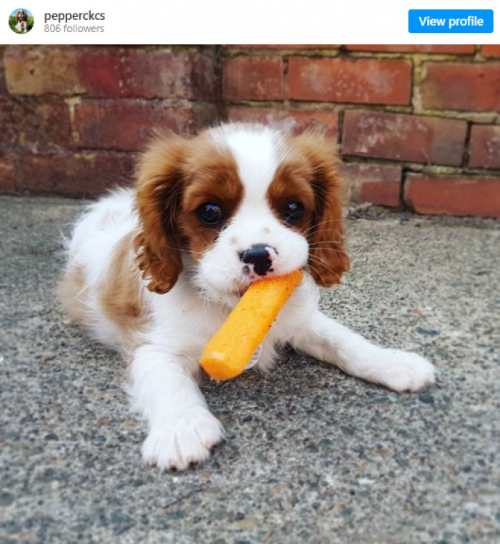 11. The most boopable nose in the world belongs to Pepper.