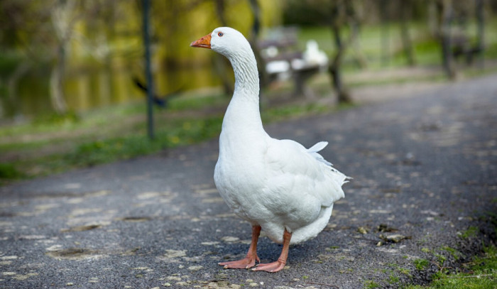 Goats and ducks with turkeys and rabbits on a farm.